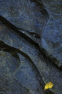 Abstract;Cloudland-Canyon;Leaves;Leaf;Rocks;Yellow;Rock-Formations;Colors;Nature