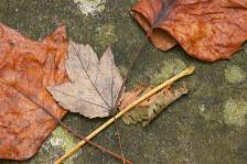 Abstract;Cloudland-Canyon;Plants;Leaves;Leaf;Rocks