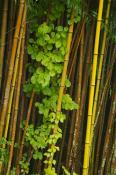 Bamboo;Brown;Cane;Green;Plants;Tan;Yellow;Botanical;Botanicals