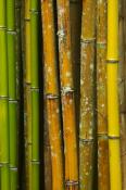 Bamboo;Brown;Cane;Green;Plants;Tan;Yellow;Botanical;Botanicals