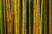 Abstract;Bamboo;Brown;Cane;Green;Plants;Tan;Yellow;Botanical;Botanicals