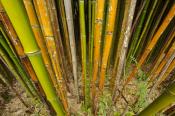 Abstract;Bamboo;Brown;Cane;Green;Plants;Tan;Yellow;Botanical;Botanicals