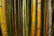 Abstract;Bamboo;Brown;Cane;Green;Plants;Tan;Yellow;Botanical;Botanicals