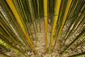 Abstract;Bamboo;Brown;Cane;Green;Plants;Tan;Yellow;Botanical;Botanicals