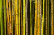 Abstract;Bamboo;Brown;Cane;Green;Oneness;Plants;Tan;Yellow;Botanical;Botanicals