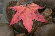 Leaf;Leaves;Abstract;Colors;Fall-Scenes;Fall;Nature;Tennessee;Red;Colorful;Plant
