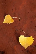Leaves;Leaf;Fall-Scenes;Fall;Yellow;Abstract;Red;Rocks;Colors;Nature;Tennessee;P