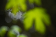 Plants;Forest;Woodland;Trees;Abstract;Abstractions;Colorful;Botanical;Leaf;Leave