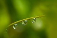 Grass;Dew;Details;Water;Abstract;Reflections;Drop;Moisture;Droplet;Morning;Bead;