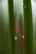 Grass;Dew;Details;Water;Abstract;Reflections;Drop;Moisture;Droplet;Morning;Bead;