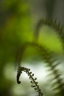 Ferns;Plants;Forest;Abstract