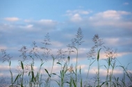 Williamson-County;Blue;Grass;Grass-Seed-Head;Cloud-Formation;Cloud;Clouds;Sky;We