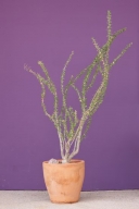 Ocotillo;botany;Purple;plants;vegetation;botanical;plant;greenery;shrub;Tan;flor