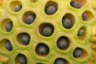 Patterns;Green;Flower;Shapes;Abstractions;Textures;Abstract;Brown;Seed;Water-Lot