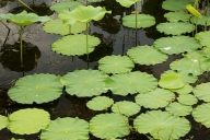 Green;botanical;botanicals;shrub;flora;botany;plant;herbage;plants;greenery;herb