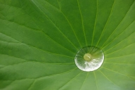 botanical;Abstract;flora;Abstractions;botanicals;herbage;Textures;Water;vegetati