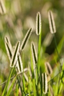 Grass-Seed-Head;Tan;White;green
