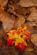 Wabi-Sabi;Leaf;Leaves;Brown;Autumn;New-England;Fall;Tan;Fallen-Leaves;close-up;V