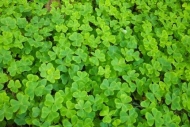California;Patterns;Textures;Vegetation;Wood-Sorrel;Botanicals;Big-Sur;Green;Abs