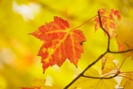 Maple-Leaf;Michigan;Orange;Fall;Upper-Peninsular;branches;leaves;Wabi-Sabi;Yello