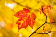 Autumn;Botanical;Brown;Calm;Fall;Forest;Gold;Great-Lakes;Leaf;Macro;Michigan;Min