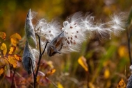 Great-Lakes;Leaf;Michigan;Milkweed;Plant;Seed;Seed-Head;Seed-Heads;Seed-Pod;Seed