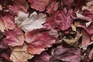 Leafy;Brown;Textures;Leaf;Red;Tan;Abstraction;Oneness;Patterns;Vein;Vegetation;M