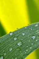 Close-up;Dew;Dewy;Drop;Droplet;Droplets;Green;Leaf;Leaves;Oneness;Plant;Water;Wa