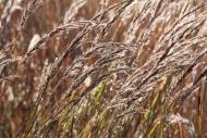 Botanical;Brown;Calm;Close-up;Dew;Drops;Flowers-Plants;Gold;Grass-Seed-Head;Gras