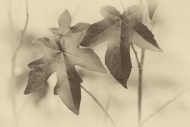 White;Alabama;Chalk-Maple;close-up;Vein;Sepia;Autumn;Veins;Leaves;Little-River-C