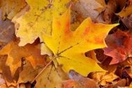 Orange;Vein;Fall;Gold;Fallen;Wabi-Sabi;Yellow;Maple;Red;Leaves;Veins;Leaf;close-