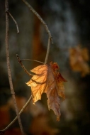 Autumn;Branches;Brown;Fall;Fallen;Foliage;Gold;Leaf;Leafy;Leaves;Macro;Maple;Map
