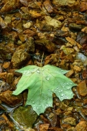 Botanical;Brown;Calm;Close-up;Dew;Droplets;Drops;Fallen;Fallen-Leaves;Gold;Heali