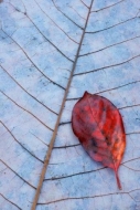 Leaves;Textures;Fallen;South-Cumberland-Recreation-Area;Foliage;Tan;Blue;Fiery-G