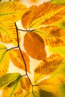 Abstract;Alabama;Autumn;Branches;Brown;Close-up;Fall;Flowers-Plants;Foliage;Gold