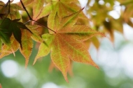 Leaves;Red;Foliage;Green;Vein;Japanese-Maple;Leaf;Botanicals;Orange;Botanical;Ne