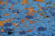 water;Patterns;Abstract;Leaves;Leaf;Abstracts;Abstraction;Mirror;Orange;shapes;r