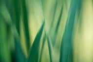 Abstract;Abstraction;Aqua;Botannicals;Close-up;Green;Leaf;Leaves;Line;Oneness;Pa