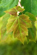 Botanical;Close-up;Dew;Droplets;Drops;Leaf;Maple-Leaf;Maple-Leaves;Vein;Water;Wa