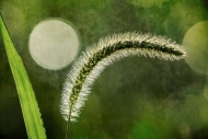 Bloom;Botanical;Close-up;Dew;Droplets;Drops;Grass-Seed;Grass-Seed-Head;Leaf;Macr