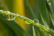 Close-up;Dew;Dewy;Drop;Droplets;Flowers-Plants;Grass;Green;Healing;Health-care;H