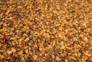 Abstract;Abstraction;Autumn;Brown;Close-up;Fall;Fallen;Fallen-Leaves;Foliage;Gol