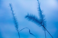 Abstract;Blue;Botanical;Calm;Cloud;Clouds;Flowers-Plants;Grass-seed-heads;Healin
