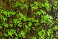 Abstract;Abstraction;Botanical;Calm;Fern-Canyon;Flowers-Plants;Frond;Fronds;Heal