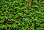Abstract;Abstraction;Botanical;Calm;Fern-Canyon;Flowers-Plants;Frond;Fronds;Heal