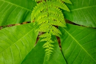 Abstract;Botanical;Calm;Close-up;Ferns;Healing;Health-care;Healthcare;Leaf;Line;