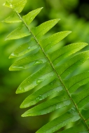 Abstract;Abstraction;Botanical;Calm;Close-up;Dew;Droplets;Drops;Ferns;Healing;He