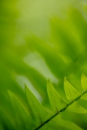Abstract;Abstraction;Botanical;Calm;Close-up;Ferns;Healing;Health-care;Healthcar