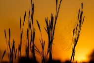 Biophilic;Botanical;Botanicals;Calm;Concepts;Dew;Droplets;Drops;Dusk;Fog;Healing