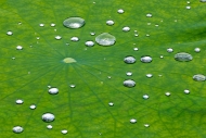 Abstract;Botanical;Calm;Close-up;Dew;Droplets;Environment;Leaf;Leaves;Macro;Natu